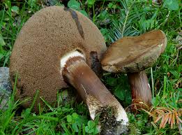 Attēlu rezultāti vaicājumam “Porphyrellus porphyrosporus”