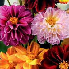 Image result for Dahlia `Red Skin`