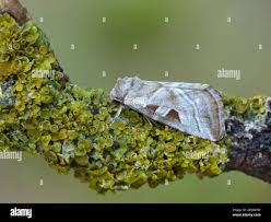 Attēlu rezultāti vaicājumam “Eucarta virgo”