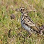 Image result for Anthus godlewskii