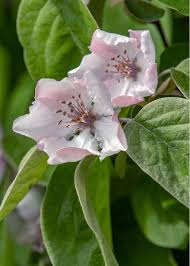 Attēlu rezultāti vaicājumam “Cydonia oblonga”