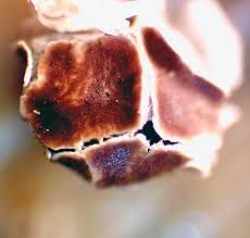 Attēlu rezultāti vaicājumam “Diderma roanense”