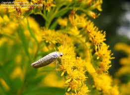 Attēlu rezultāti vaicājumam “Yponomeuta evonymella”