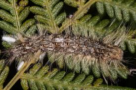 Attēlu rezultāti vaicājumam “Lasiocampidae”