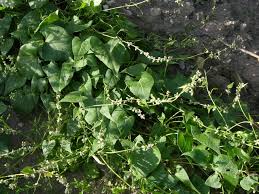 Attēlu rezultāti vaicājumam “Fallopia convolvulus”