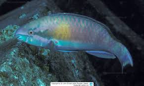 Image result for Scarus zelindae