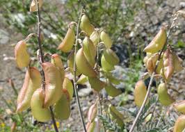 Attēlu rezultāti vaicājumam “Astragalus glycyphyllos fruit”