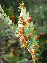 Attēlu rezultāti vaicājumam “Gymnosporangium cornutum”