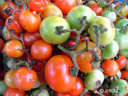 Attēlu rezultāti vaicājumam “Lycopersicon esculentum”