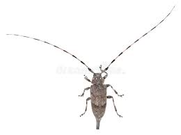 Attēlu rezultāti vaicājumam “Acanthocinus aedilis”