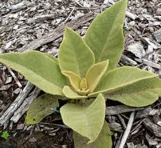 Attēlu rezultāti vaicājumam “Verbascum nigrum leaf”