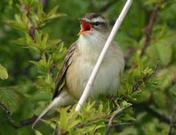 Attēlu rezultāti vaicājumam “Acrocephalus schoenobaenus adult”