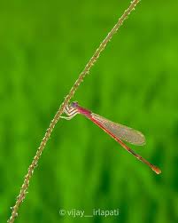 Attēlu rezultāti vaicājumam “Zicrona caerulea nymph”