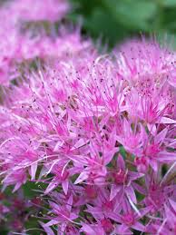 Image result for Chrysanthemum spectabile