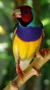 Attēlu rezultāti vaicājumam “Passeriformes”