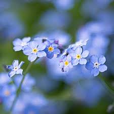 Attēlu rezultāti vaicājumam “Myosotis”