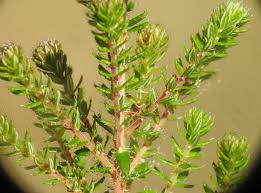 Attēlu rezultāti vaicājumam “Erica tetralix”