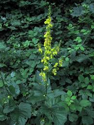 Attēlu rezultāti vaicājumam “Verbascum nigrum”