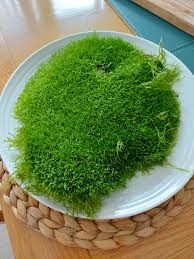 Attēlu rezultāti vaicājumam “Riccia fluitans”