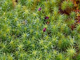 Attēlu rezultāti vaicājumam “Polytrichum juniperinum sporophyte”