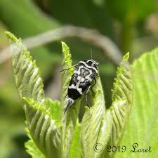 Attēlu rezultāti vaicājumam “Mordella sp.”