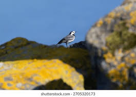 Attēlu rezultāti vaicājumam “Motacilla alba adult”