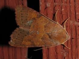 Attēlu rezultāti vaicājumam “Agrochola helvola imago”