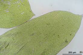 Attēlu rezultāti vaicājumam “Neckera complanata”