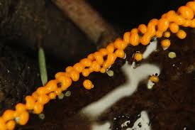 Attēlu rezultāti vaicājumam “Physarum braunianum young”