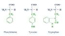 The <b>aromatic amino acids</b>
