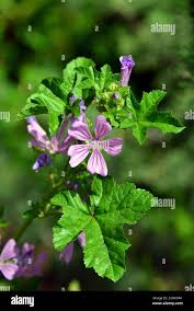 Image result for Malve