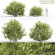 Attēlu rezultāti vaicājumam “Salix myrsinifolia”