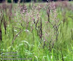 Attēlu rezultāti vaicājumam “Calamagrostis canescens fruit”