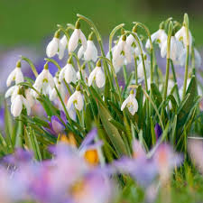 Attēlu rezultāti vaicājumam “Galanthus nivalis flower”
