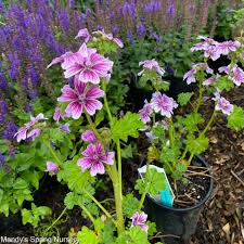 Image result for Malva sylvestris 'Zebrina'