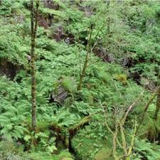 Attēlu rezultāti vaicājumam “Trichocolea tomentella sporophyte”