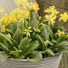 Image result for Primula veris