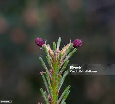Attēlu rezultāti vaicājumam “Pinus sylvestris female flower”
