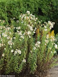 Image result for Leucanthemella serotina