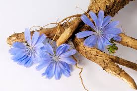 Image result for Cichorium intybus