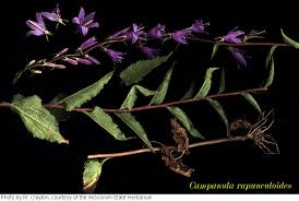 Image result for Campanula rapunculoides