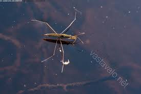 Attēlu rezultāti vaicājumam “Limnoporus rufoscutellatus”