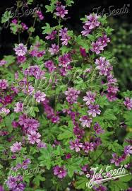 Image result for Malva sylvestris