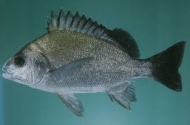 Image result for Pomadasys commersonnii