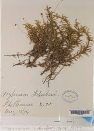 Attēlu rezultāti vaicājumam “Pleurozium schreberi”