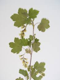 Attēlu rezultāti vaicājumam “Ribes nigrum leaf”