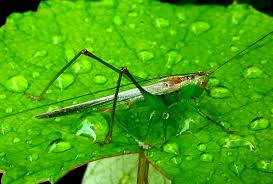 Attēlu rezultāti vaicājumam “Paramesus obtusifrons”