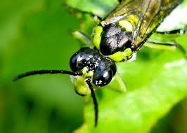 Attēlu rezultāti vaicājumam “Rhogogaster picta”