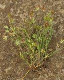 Attēlu rezultāti vaicājumam “Juncus nastanthus”