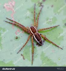 Attēlu rezultāti vaicājumam “Aranei”